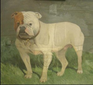 http://csc001.cscaustria.at/pub/vetmed-europeana/Hun-Bulldogge.jpg