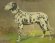 http://csc001.cscaustria.at/pub/vetmed-europeana/Hun-Dalmatiner.jpg